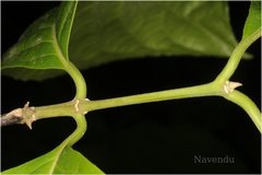 Blepharistemma membranifolia